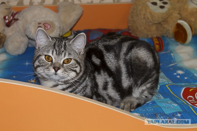 Пост невероятной кошачьей красоты. 25 фот.