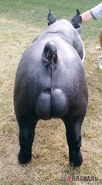 ХРЮШКИ. Уголок Пятачка, кабаны, свиньи