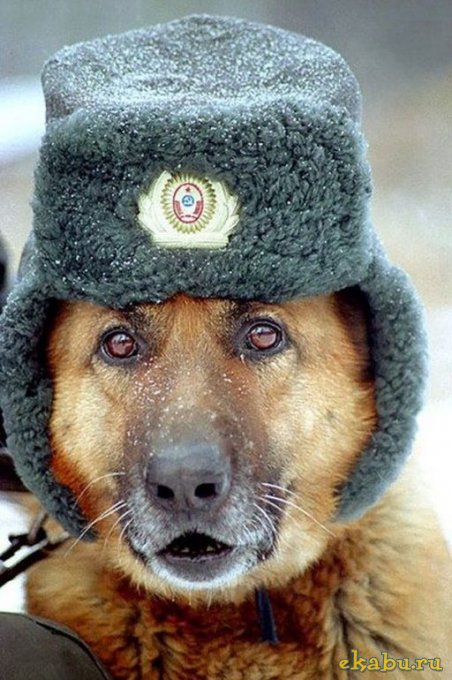 Картинки на пятницу