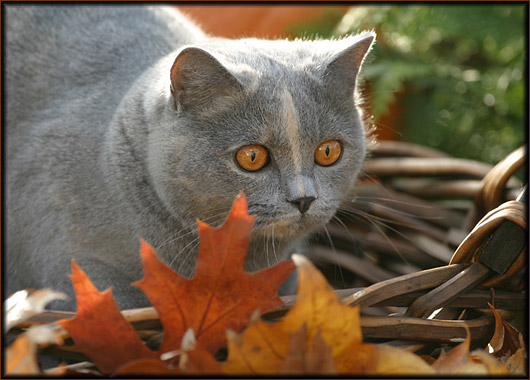 Котомёт на вторник