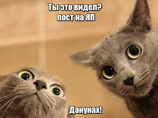 "Оскара" - котикам!