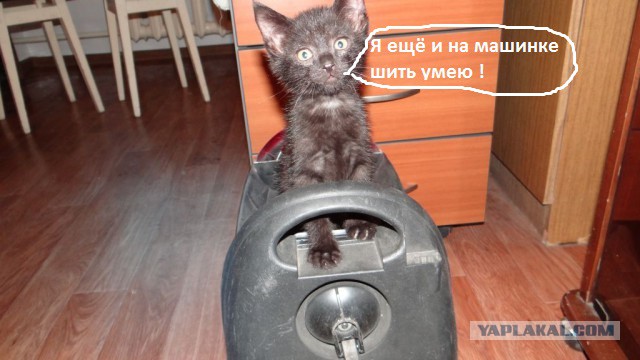 Вдогонку котовторнику. Найдёныши.