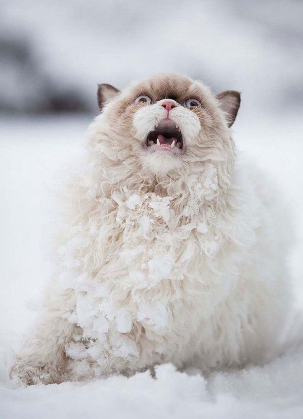 Коты из сети