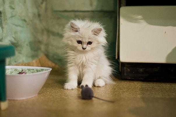 Коты из сети