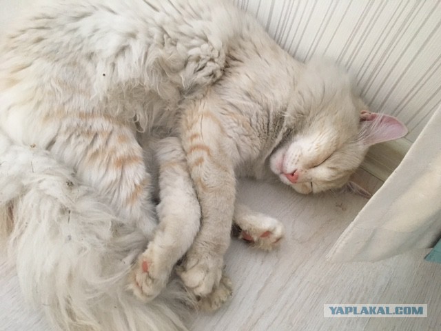 Котовторник 28.03.2017