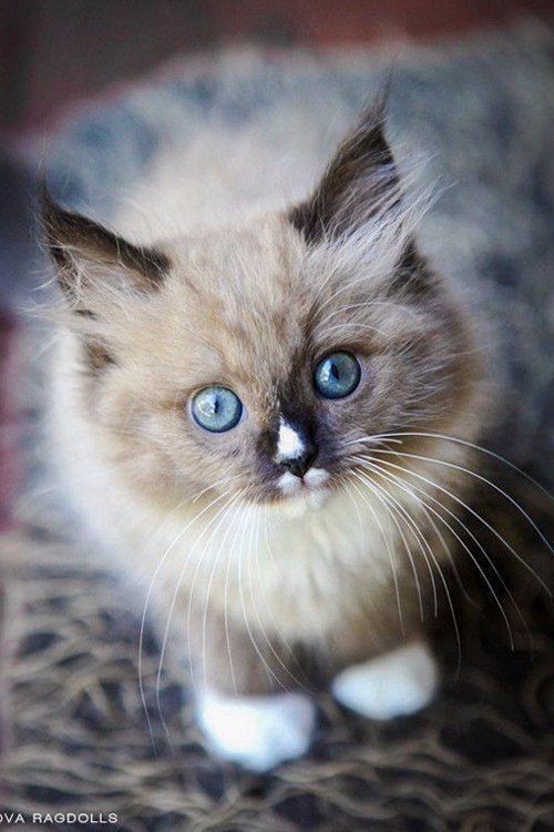 Коты и Кошки