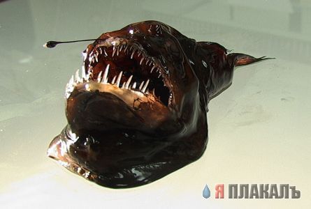 Не плавайте в Реке Конго!