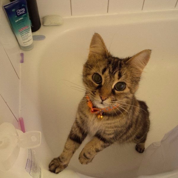 Коты и Кошки