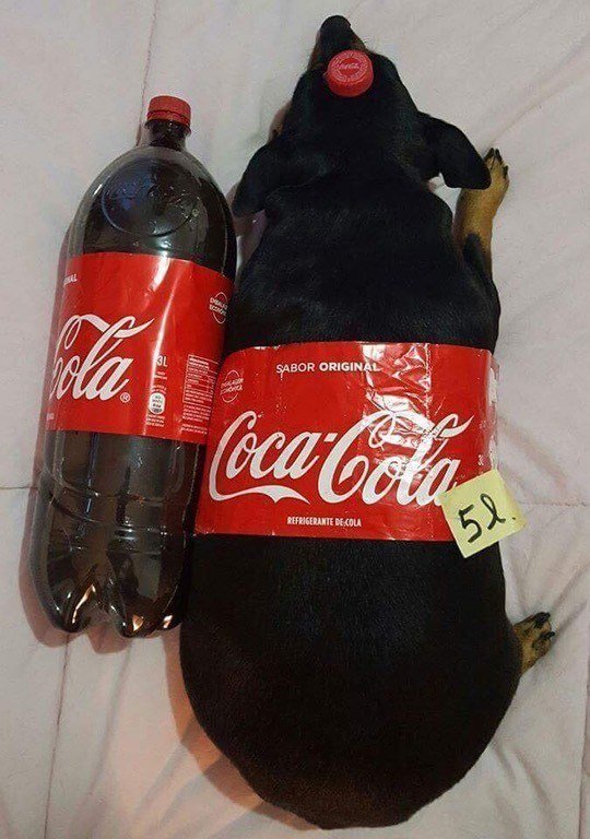 Живность из сети