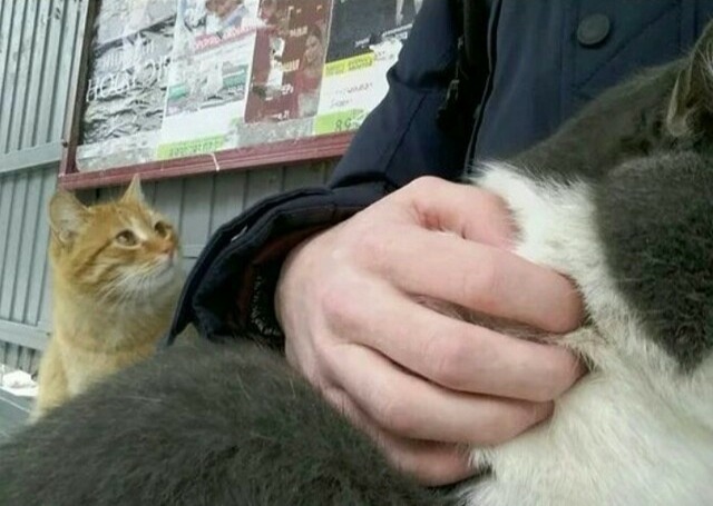 Прикольных котов пост