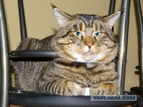 Ура, котовторник! (01.07.2008)