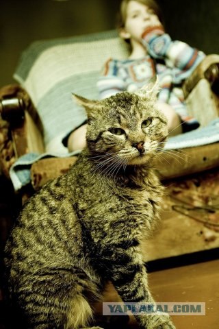 Котовторник на ЯПлакалъ (15.07.2008)