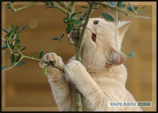 Даёшь Котовторник на ЯПе! (29.07.08)