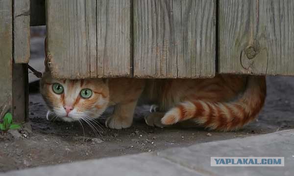 Вторничный котометъ на ЯПлакалъ