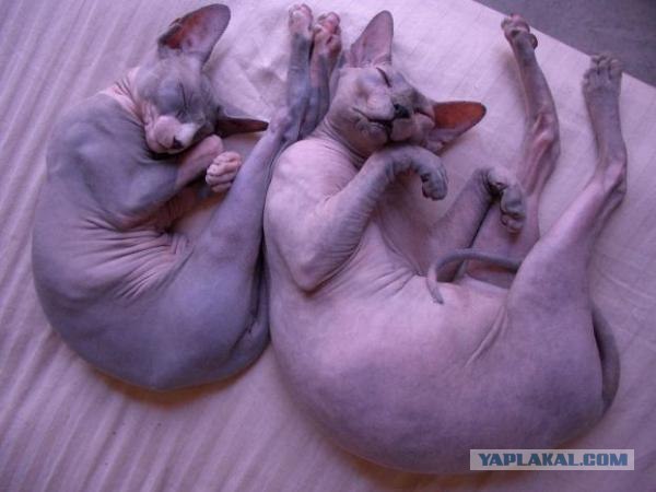 Котовторнику Да (09.12.08)