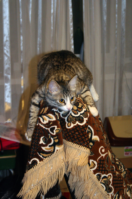 Котовторник (02.06.2009)