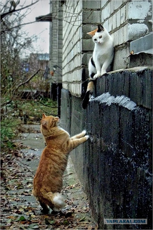 Котовторник на 22 июня