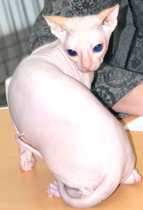 Выставка кошек
