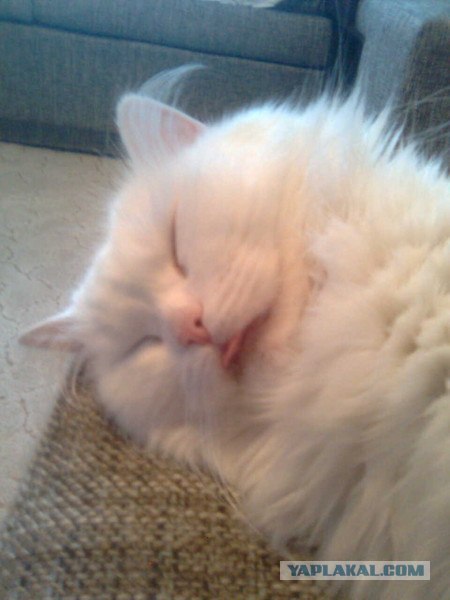 Котовторник 20.03.2012