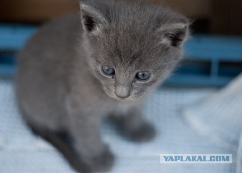Котовторник 27.03.2012