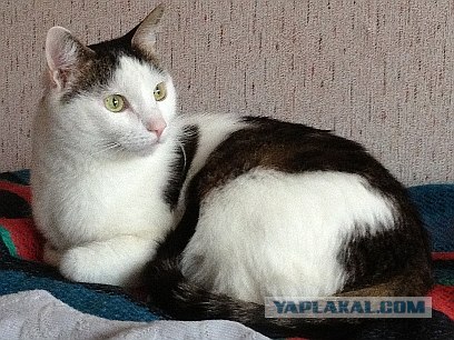 Котовторник  от 3.04.2012