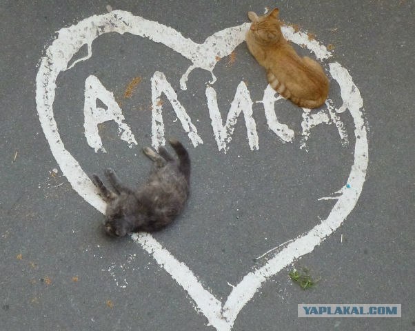 Котовторник  28.08.12