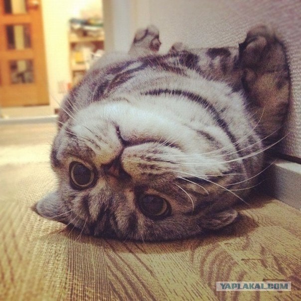 Сердитый кот