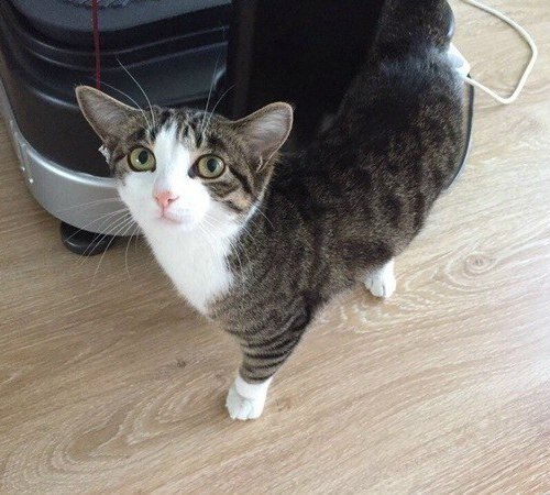 Забавные картинки с котами из сети