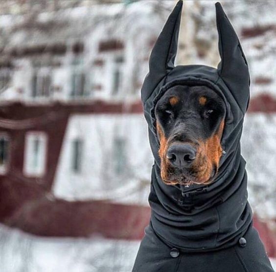 Подборка забавной живности