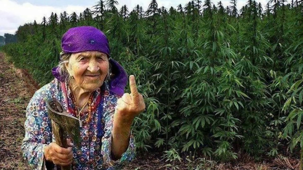 Лимонная бабка
