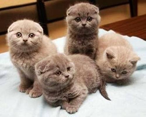 Девушка и котятки