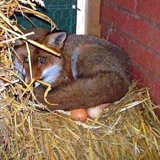 ПозитиФ Чик