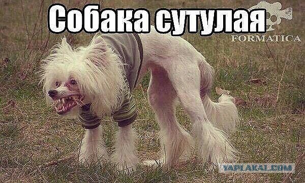 ЯжМамка Великий Новгород