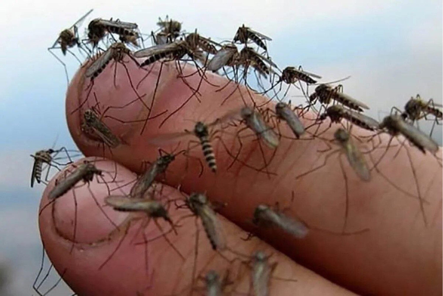 Нападение насекомых. Гнус Рой. Мошкара гнус. Нашествие комаров в Анапе.