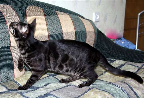 О бенгальских котах на наглядном примере