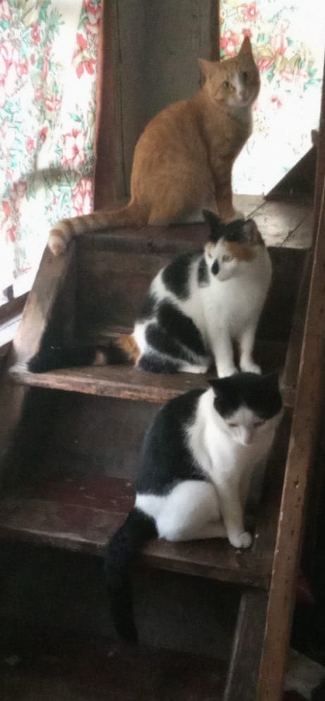 Жизнь кота
