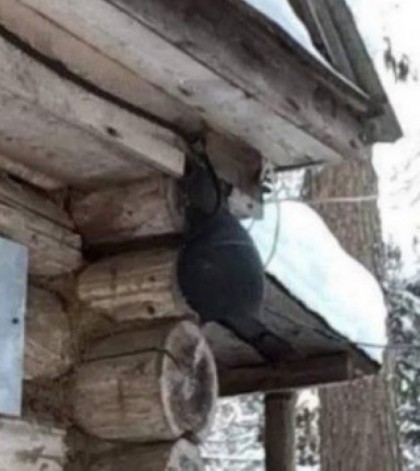 Суровая жисть