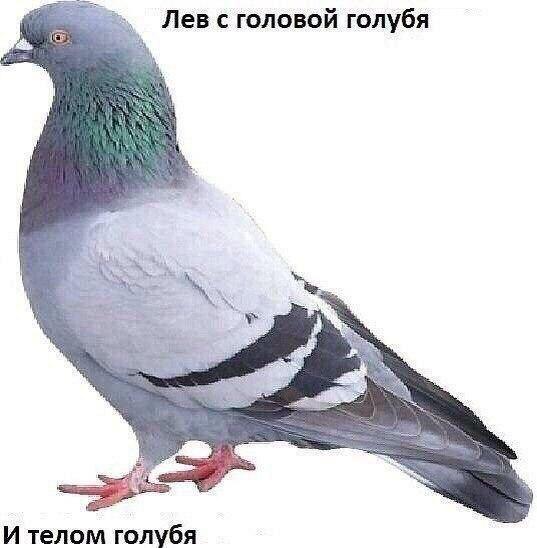 Картинки для деградации 93 (разной степени свежести)