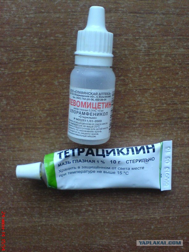 Котовторник 24.06.2014