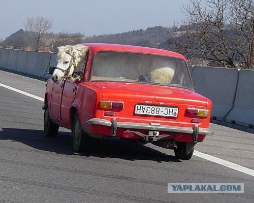 Корова в Запорожце )