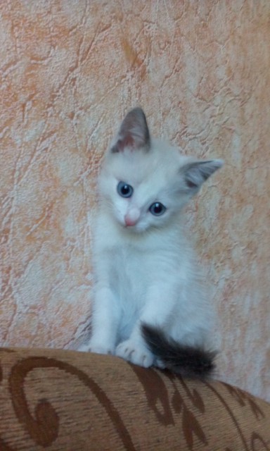 Котовторник 02.09.2014