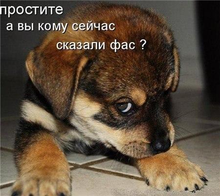 Веселое из сети