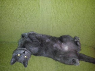 Котовторник