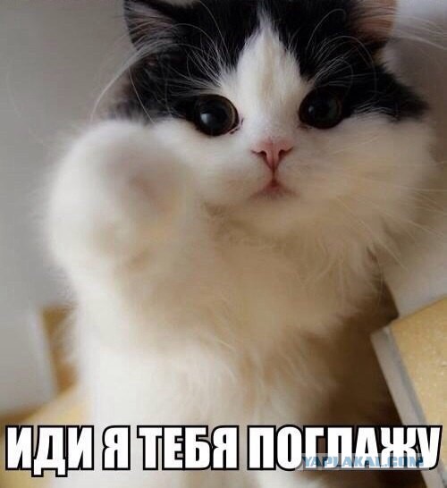 Котовторник  21.07.2015