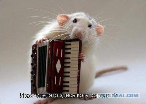 Минутка черного юмора на ЯПе