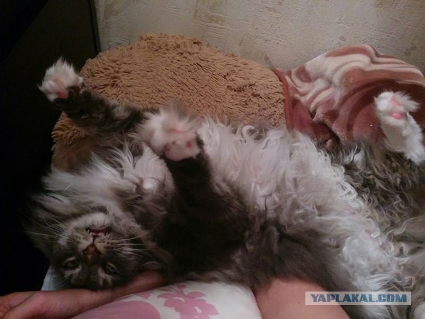 Котовторник 06.10.2015
