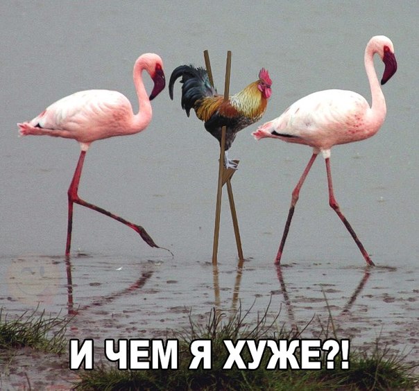 Картинки и демотиваторы