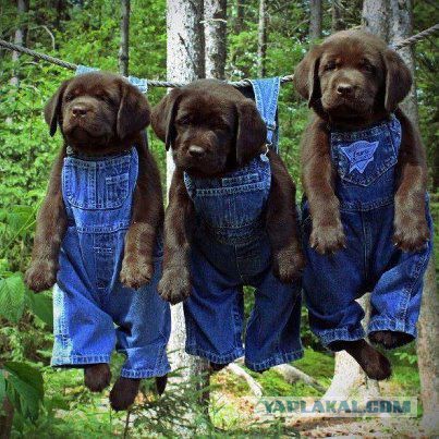 Собакочетверг