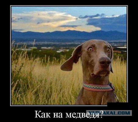 Подборка картинок
