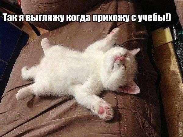 Веселые картинки